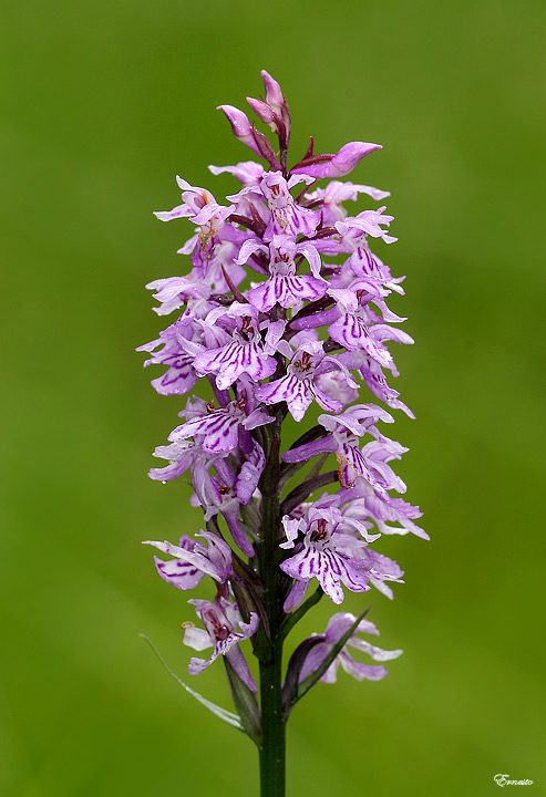 Dactylorhiza maculata subsp. fuchsii